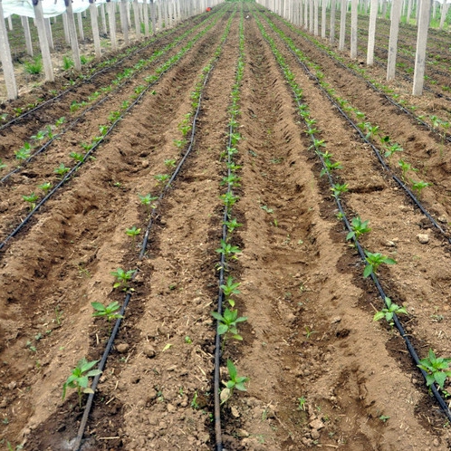 Chinadrip provides cost-effective drip irrigation solutions